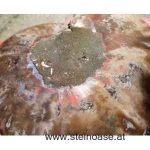 Ammonite Nr.2 - links